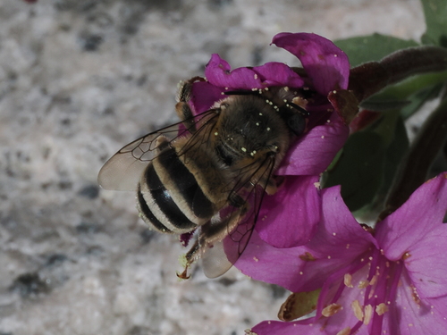 iNaturalist observation photo of Urbane Digger Bee