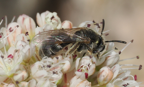 iNaturalist observation photo of Halictina