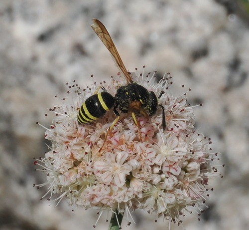 iNaturalist observation photo of Ancistrocerus bustamente