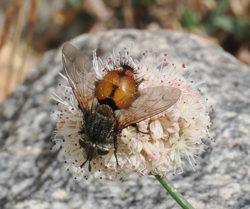 iNaturalist observation photo of Tachinini