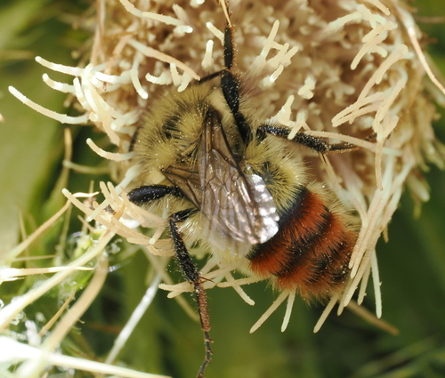 iNaturalist observation photo of Great Basin Bumble Bee