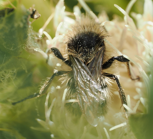 iNaturalist observation photo of Bumble Bees