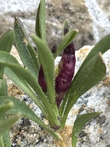 iNaturalist observation photo of Insects