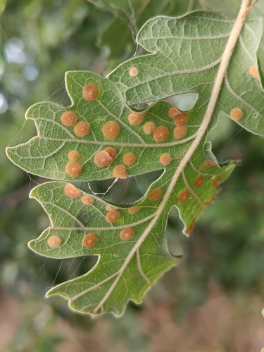Common Spangle Gall Wasp