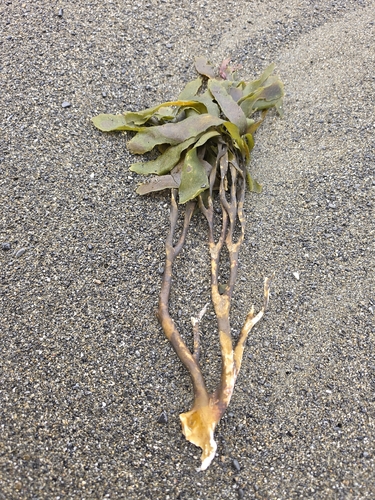 Lessonia variegata, 2026-08-22