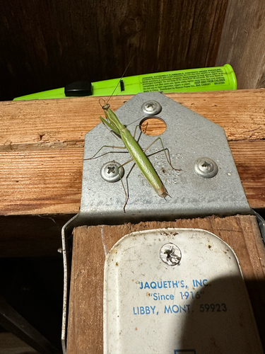 European Mantis