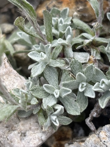 Antennaria alpina, 2026-08-16