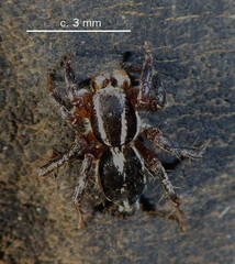 Stenaelurillus termitophagus