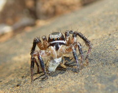 Stenaelurillus termitophagus