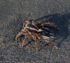 Stenaelurillus termitophagus