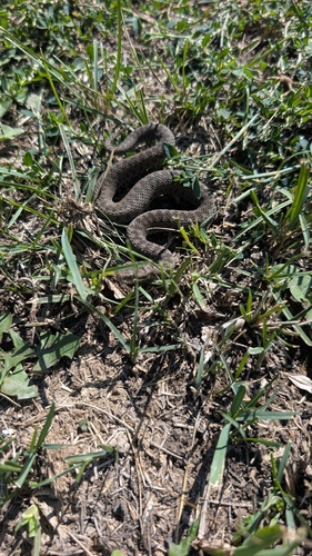 Photo of a Altai Viper (Vipera altaica)