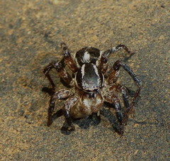 Stenaelurillus termitophagus