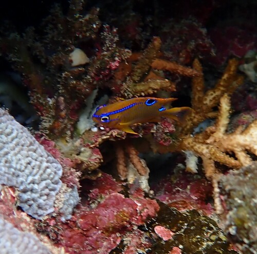 Neoglyphidodon polyacanthus observed 2026-08-08
