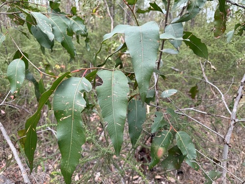 Corymbia henryi, 2026-08-20