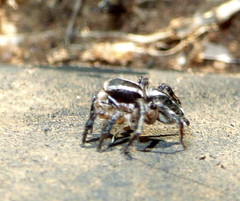 Stenaelurillus termitophagus