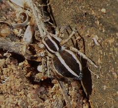 Stenaelurillus termitophagus