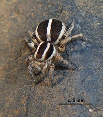 Stenaelurillus termitophagus