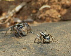 Stenaelurillus guttatus