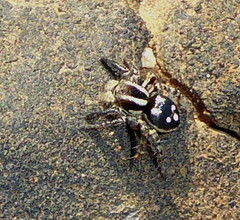 Stenaelurillus guttatus