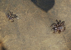 Stenaelurillus guttatus