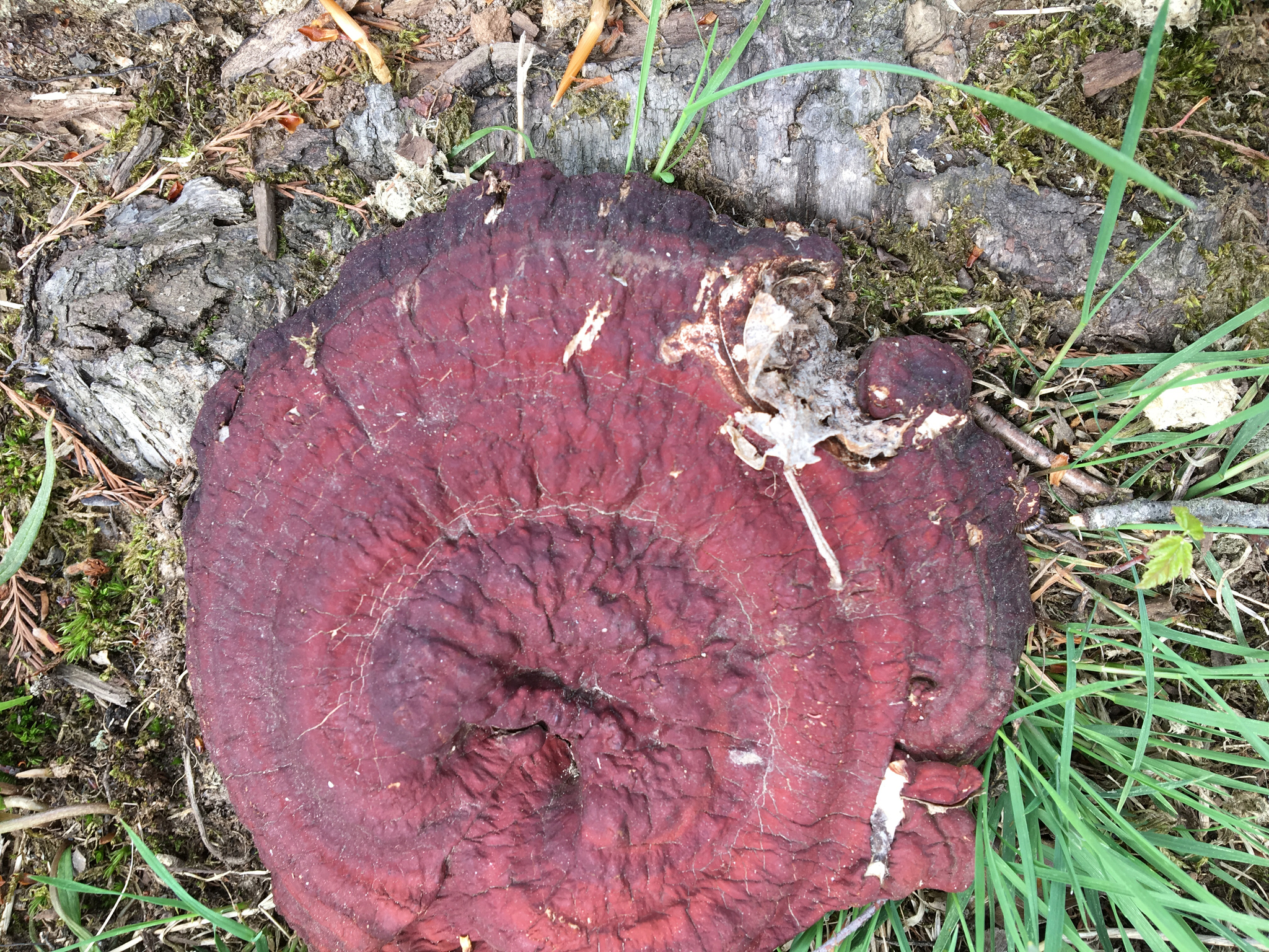 Ganoderma sessile image