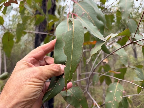 Corymbia henryi, 2026-08-20