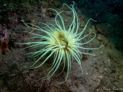 Cerianthus membranaceus