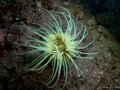 Cerianthus membranaceus