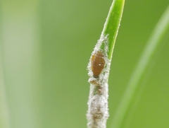 Schizolachnus pineti