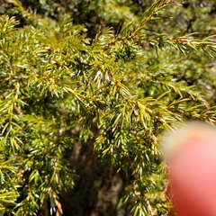 Juniperus