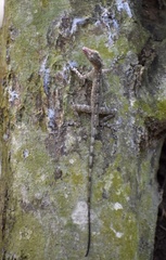 Anolis argenteolus