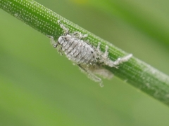 Schizolachnus pineti