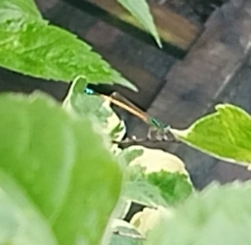 Western Golden Dartlet
