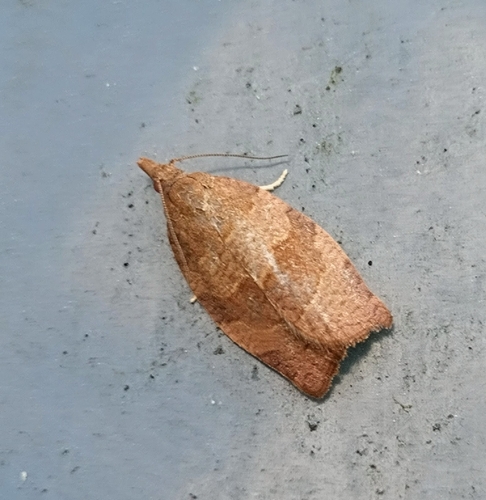 Dark Fruit-tree Tortrix