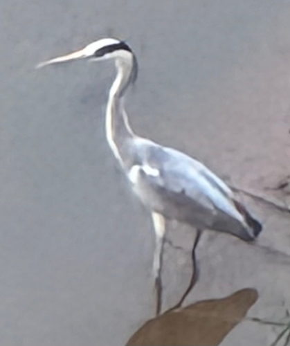 Grey Heron