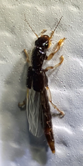 Pinophilus