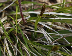 Carex longirostrata
