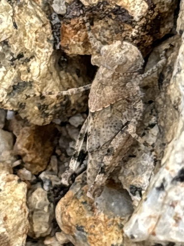 iNaturalist observation photo of Trimerotropini