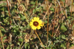 Encelia asperifolia