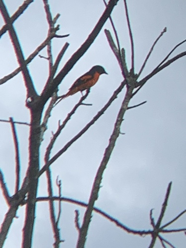 Scarlet Minivet
