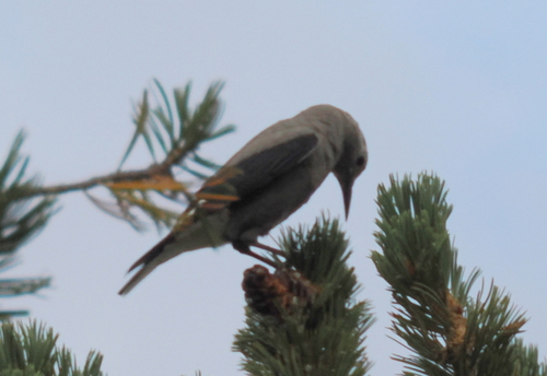 iNaturalist observation photo of Clark's Nutcracker