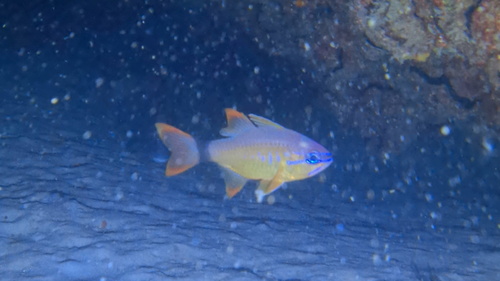 Ostorhinchus aureus observed 2026-08-08