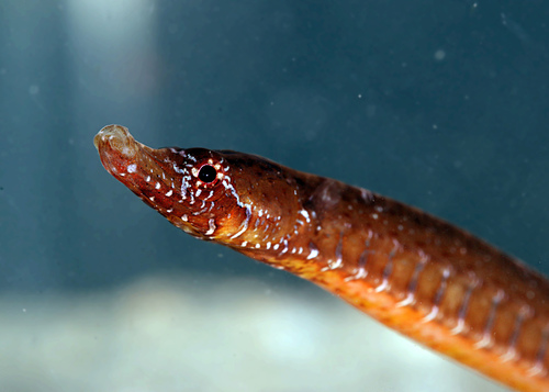 Pugnose pipefish (Pugnaso curtirostris) — Syngnathidae — 3