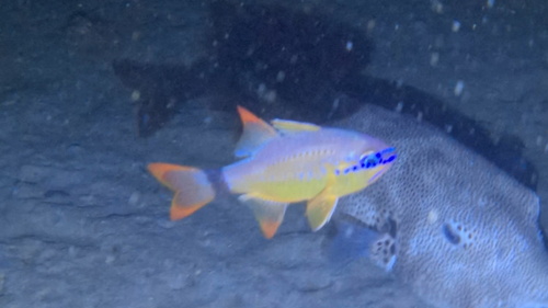 Ostorhinchus aureus observed 2026-08-08