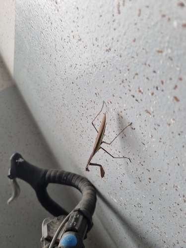 Narrow-winged Mantis