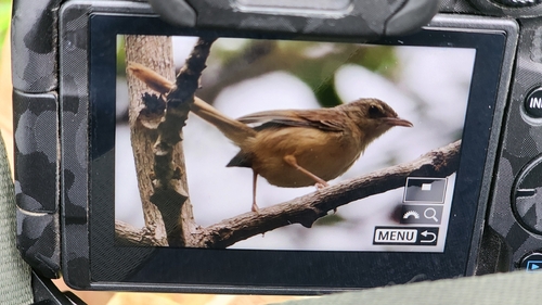 Brown Prinia
