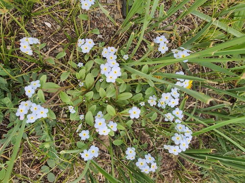Myosotis alpestris, photograph 5