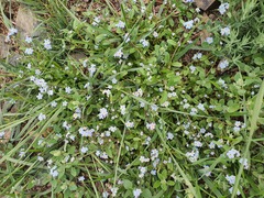 Myosotis alpestris, photograph (c) Urgamal Magsar, some rights reserved (CC BY)
