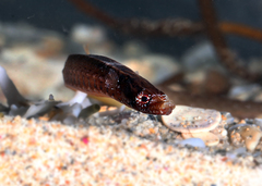 Pugnaso curtirostris