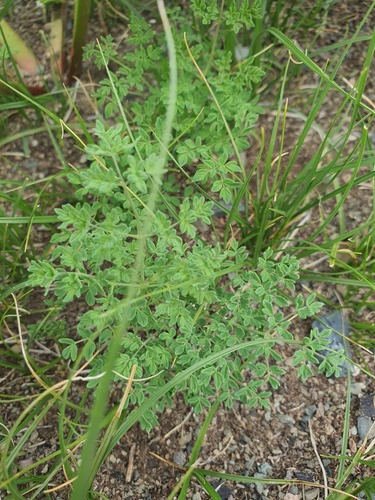 Thalictrum foetidum, photograph 3